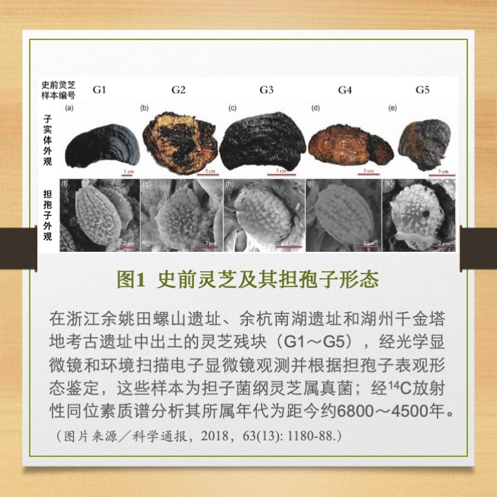 北大教授林志彬?qū)Ｎ模催h(yuǎn)流長(zhǎng)的靈芝歷史與文化